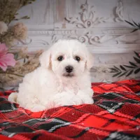 AKC-Maisy, a female Bichon Frise for sale in Millersburg, OH – Photo 6 of 6