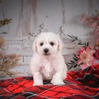 AKC-Maisy, a female Bichon Frise for sale in Millersburg, OH – Photo 4 of 6