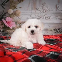 AKC-Maisy, a female Bichon Frise for sale in Millersburg, OH – Photo 3 of 6