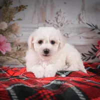 AKC-Maisy, a female Bichon Frise for sale in Millersburg, OH – Photo 5 of 6