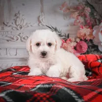 AKC-Maisy, a female Bichon Frise for sale in Millersburg, OH – Photo 2 of 6