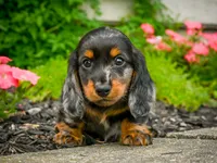 AKC-Jewel, a female Miniature Dachshund for sale in Millersburg, OH – 3 of 5