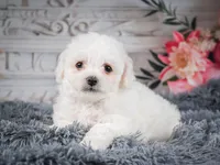 AKC-Faith, a female Bichon Frise for sale in Millersburg, OH – 1 of 7