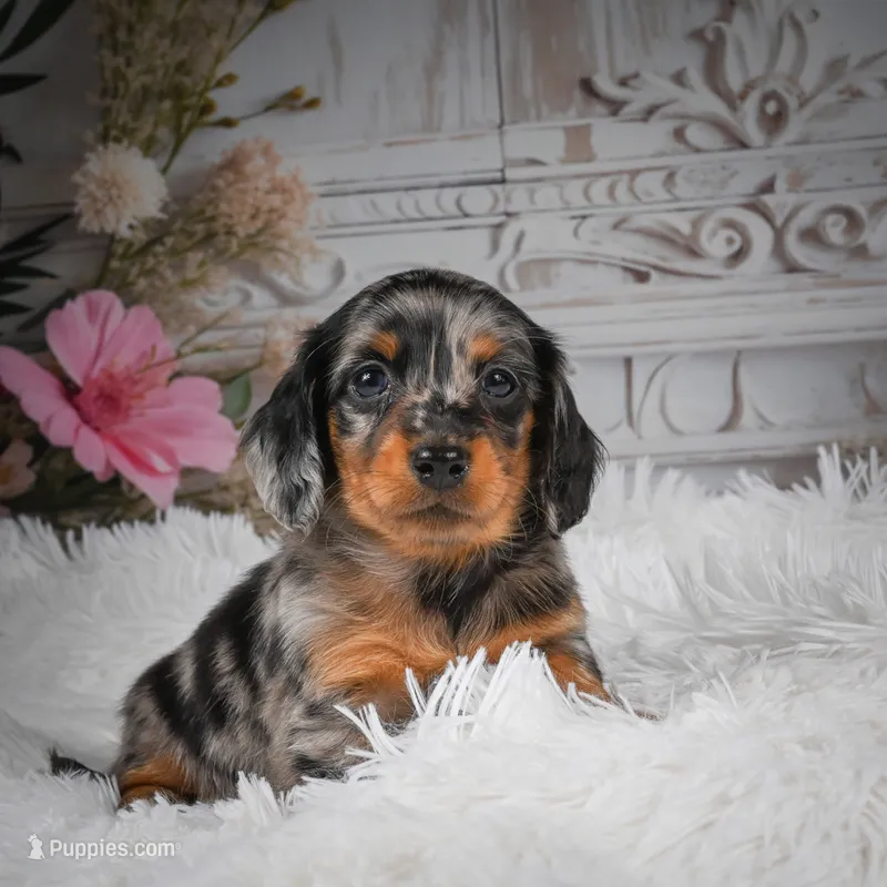 AKC-Hero – Miniature Dachshund puppy for sale in Millersburg, OH