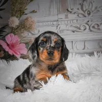 AKC-Hero, a male Miniature Dachshund for sale in Millersburg, OH – 1 of 8