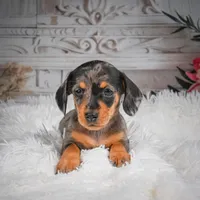 AKC-Haley, a female Miniature Dachshund for sale in Millersburg, OH – 7 of 8