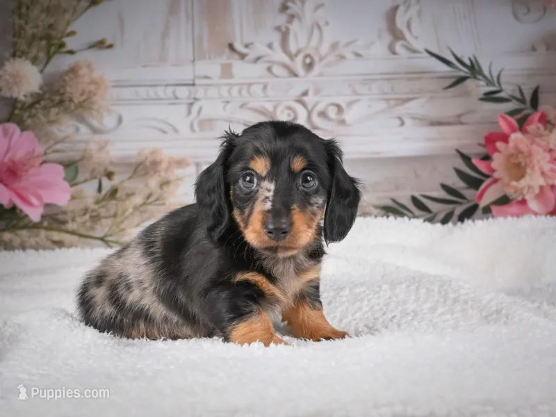 AKC-Mason – Miniature Dachshund puppy for sale in Millersburg, OH