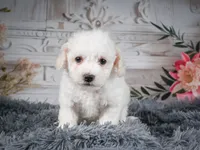 AKC-Freddie, a male Bichon Frise for sale in Millersburg, OH – 3 of 9