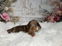 AKC-Charlotte, a female Miniature Dachshund for sale in Millersburg, OH – 3 of 6