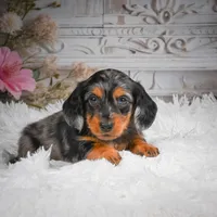 AKC-Hershey, a male Miniature Dachshund for sale in Millersburg, OH – 1 of 8