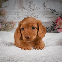 AKC-Bobby, a male Miniature Dachshund for sale in Millersburg, OH – 5 of 8
