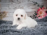 AKC-Faith, a female Bichon Frise for sale in Millersburg, OH – 4 of 7