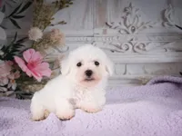 AKC-Ricky, a male Bichon Frise for sale in Millersburg, OH – 4 of 6