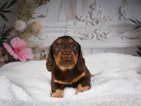 AKC-Jordan, a male Miniature Dachshund for sale in Millersburg, OH – 2 of 8