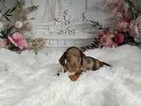 AKC-Charlotte, a female Miniature Dachshund for sale in Millersburg, OH – 4 of 6