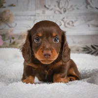 AKC-Bubba, a male Miniature Dachshund for sale in Millersburg, OH – 4 of 6