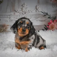 AKC-Hero, a male Miniature Dachshund for sale in Millersburg, OH – 7 of 8