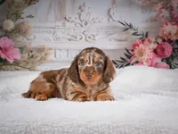 AKC-Precious, a female Miniature Dachshund for sale in Millersburg, OH – 6 of 8