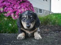 AKC-Phoebe, a female Miniature Dachshund for sale in Millersburg, OH – 4 of 5
