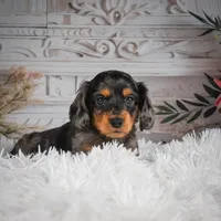 AKC-Jewel, a female Miniature Dachshund for sale in Millersburg, OH – Photo 3 of 8