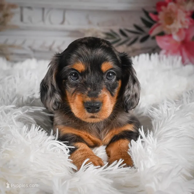 AKC-Jewel – Miniature Dachshund puppy for sale in Millersburg, OH