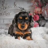 AKC-Jewel, a female Miniature Dachshund for sale in Millersburg, OH – Photo 8 of 8