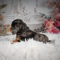 AKC-Jewel, a female Miniature Dachshund for sale in Millersburg, OH – Photo 7 of 8