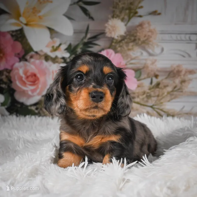 AKC-Jewel – Miniature Dachshund puppy for sale in Millersburg, OH