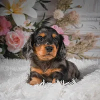 AKC-Jewel, a female Miniature Dachshund for sale in Millersburg, OH – Photo 1 of 8