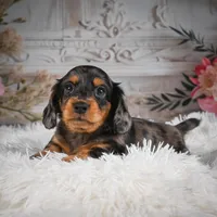 AKC-Jewel, a female Miniature Dachshund for sale in Millersburg, OH – Photo 2 of 8