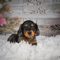 AKC-Jewel, a female Miniature Dachshund for sale in Millersburg, OH – Photo 6 of 8