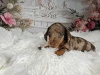 AKC-Charlotte, a female Miniature Dachshund for sale in Millersburg, OH – 2 of 6