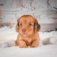 AKC-Kayla, a male Miniature Dachshund for sale in Millersburg, OH – Photo 4 of 9