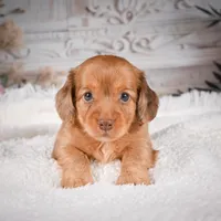 AKC-Kayla, a male Miniature Dachshund for sale in Millersburg, OH – Photo 5 of 9