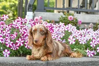 AKC-Kayla, a male Miniature Dachshund for sale in Millersburg, OH – Photo 9 of 9