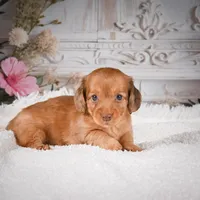 AKC-Kayla, a male Miniature Dachshund for sale in Millersburg, OH – Photo 6 of 9