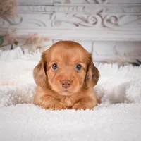 AKC-Kayla, a male Miniature Dachshund for sale in Millersburg, OH – Photo 3 of 9