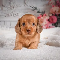 AKC-Kayla, a male Miniature Dachshund for sale in Millersburg, OH – Photo 7 of 9
