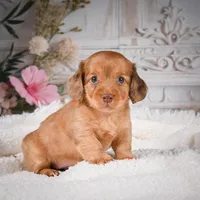 AKC-Kayla, a male Miniature Dachshund for sale in Millersburg, OH – Photo 1 of 9