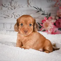 AKC-Kayla, a male Miniature Dachshund for sale in Millersburg, OH – Photo 2 of 9