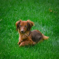 AKC-Kayla, a male Miniature Dachshund for sale in Millersburg, OH – Photo 8 of 9