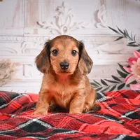 AKC-Elsa, a female Miniature Dachshund for sale in Millersburg, OH – Photo 7 of 7