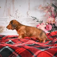 AKC-Elsa, a female Miniature Dachshund for sale in Millersburg, OH – Photo 6 of 7
