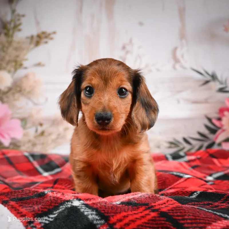 AKC-Elsa – Miniature Dachshund puppy for sale in Millersburg, OH
