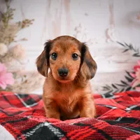 AKC-Elsa, a female Miniature Dachshund for sale in Millersburg, OH – Photo 1 of 7