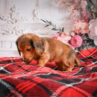 AKC-Elsa, a female Miniature Dachshund for sale in Millersburg, OH – Photo 4 of 7
