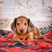 AKC-Elsa, a female Miniature Dachshund for sale in Millersburg, OH – Photo 2 of 7