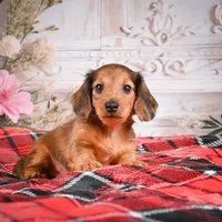 AKC-Elsa, a female Miniature Dachshund for sale in Millersburg, OH – Photo 3 of 7