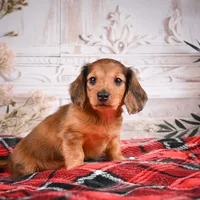 AKC-Elsa, a female Miniature Dachshund for sale in Millersburg, OH – Photo 5 of 7