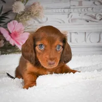 AKC-Drake, a male Miniature Dachshund for sale in Millersburg, OH – 2 of 8